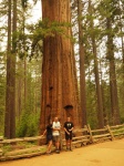 Sequoia en Toulumne Grove