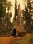 Sequoia en Toulumne Grove