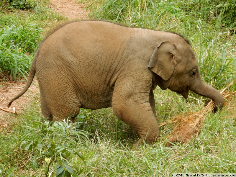 Forum of Compañeros De Viaje: Baang, el elefantito feliz de Elephant Freedom