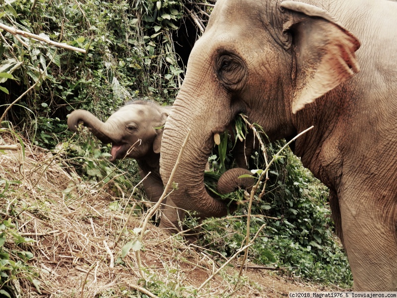 Foro de Norte De Tailandia: Elephant Freedom,  Chiang Mai