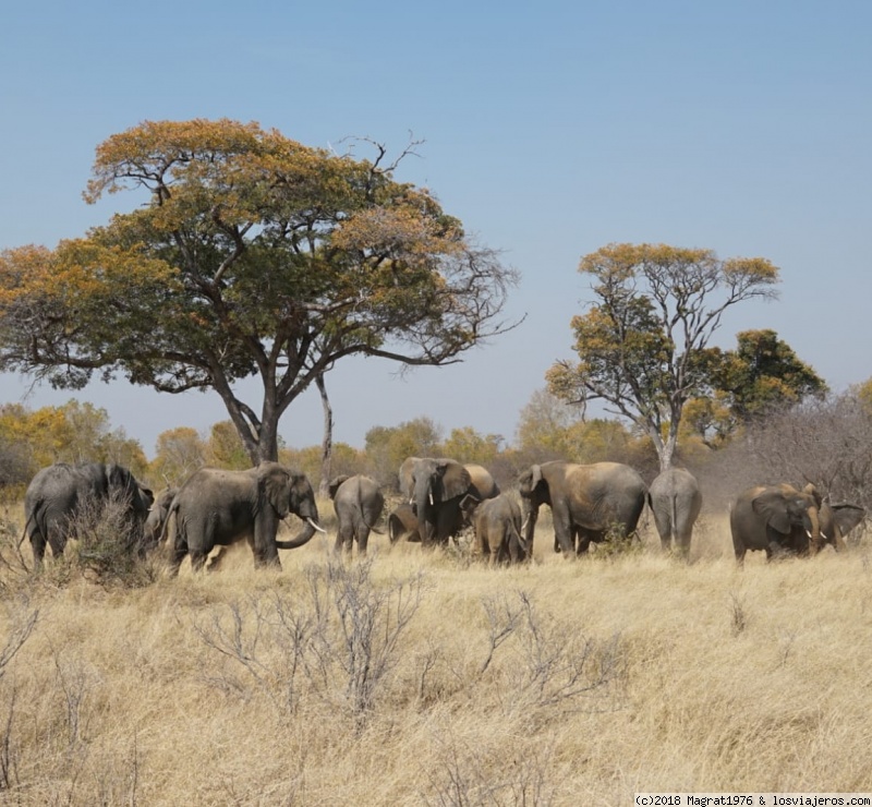 Zimbabwe: Cataratas Victoria, PN Hwange, Mana Pools