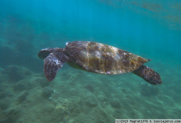 Las reinas de Hawaii
Tortuga verde nadando en Tunnels Beach, Kauai
