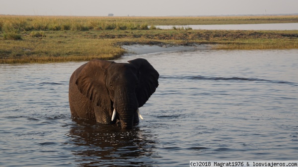 Elefante en remojo en el río Chobe
Elefante dándose un baño en el Chobe National Park (Botswana), pillado in fraganti desde un barquito lleno de guiris que recorría el río.
