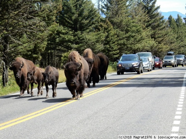Caravana hacia el oeste
Bisontes en las carreteras del Parque Nacional de Yellowstone, USA
