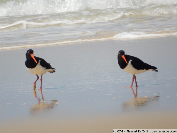 Gemelos en Fraser Island
Pájaros en la orilla de la playa de Fraser Island, Australia
