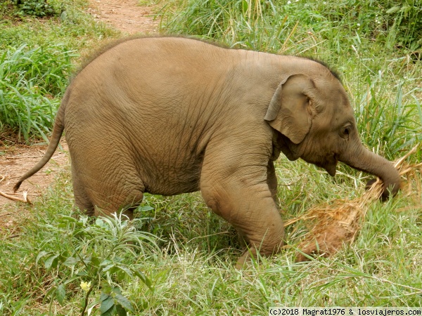 Baang, el elefantito feliz de Elephant Freedom
Pequeño y juguetón elefante del programa Elephant Freedom, de Elephant Nature Park. Toda una experiencia compartir unas horas con él y sus compañeros.
