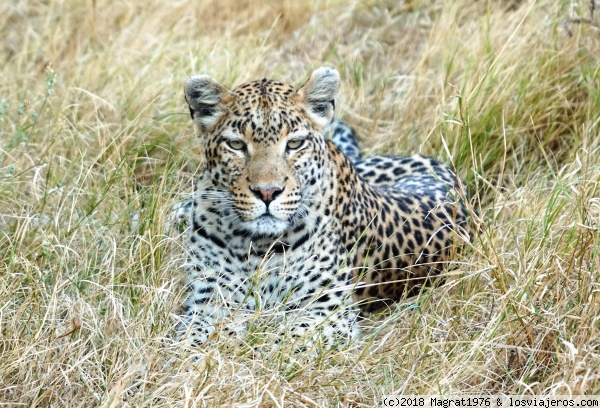Mirada felina
Leopardo hembra descansando cerca de Khwai, reserva de Moremi (Botswana)
