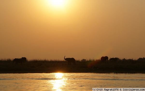 Atardecer entre elefantes
Atardecer en Chobe National Park (Botswana), uno de los lugares con mayor concentración de elefantes de África.
