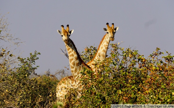 Jirafa bicéfala
Jirafa bicéfala en Savuti (parque nacional de Chobe), Botswana
