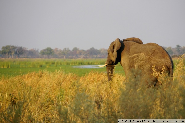 Elefante culón
Elefante entre la vegetación del Delta del Okavango, Botswana
