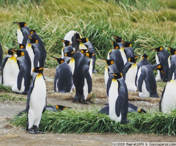 Reunión de pingüinos rey en Tierra del Fuego
Parque Pingüino Rey en Bahía Inútil, Tierra del Fuego, Chile

