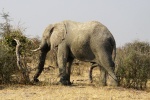 Elefante de cinco patas
Elefante, Curioso, Makgadikgadi, Pans, National, Park, Botswana, cinco, patas, ejemplar, elefante, macho, avistado, africano, supuesto, foto, apta, para, menores