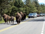 Caravana hacia el oeste
Yellowstone, Bisontes