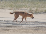 Dingo
Dingo, Fraser, Island