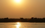 Atardecer entre elefantes
Atardecer, Chobe, National, Park, Botswana, entre, elefantes, lugares, mayor, concentración