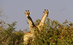 Jirafa bicéfala
Jirafa, Savuti, Chobe, Botswana, bicéfala, parque, nacional