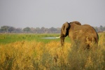 Elefante culón
Elefante, Delta, Okavango, Botswana, culón, entre, vegetación
