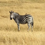 Parques Nacionales de Zimbabwe: resumen y datos varios