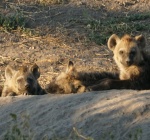 Esperando a mami
Esperando, Cachorros, Savuti, Botswana, mami, hiena, esperando, madre, comida