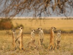 Suricatas en Makgadikgadi Pans