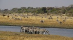 Cebras en el río Boteti
Cebras, Boteti, Manada, Makgadikgadi, Pans, National, Park, Botswana, Aquí, río, cebras, tiene, lugar, segunda, migración, más, importante, mundo