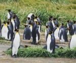 Reunión de pingüinos rey en Tierra del Fuego
Reunión, Tierra, Fuego, Parque, Pingüino, Bahía, Inútil, Chile, pingüinos