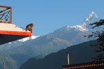 Contemplando las montañas desde el monasterio Pema
Contemplando, Pema, Monasterio, Pokhara, montañas, desde, monasterio, vistas, privilegiadas, espectacular, entorno