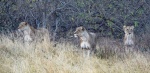 Lindos gatitos en Moremi
Lindos, Moremi, Manada, Botswana, Según, These, gatitos, leonas, acecho, guía, local, lions, very, hungry