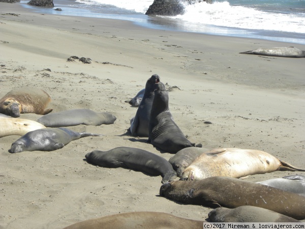 Elefantes marinos
Elefantes marinos en una de las playas del Big sur California
