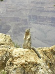 Pillada infraganti en el Gran Cañon
Ardilla en el Gran Canyon