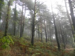 Bosque en Sant Hilari Sacalm (Girona)