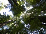 Muir Woods
Sequoias gigantes