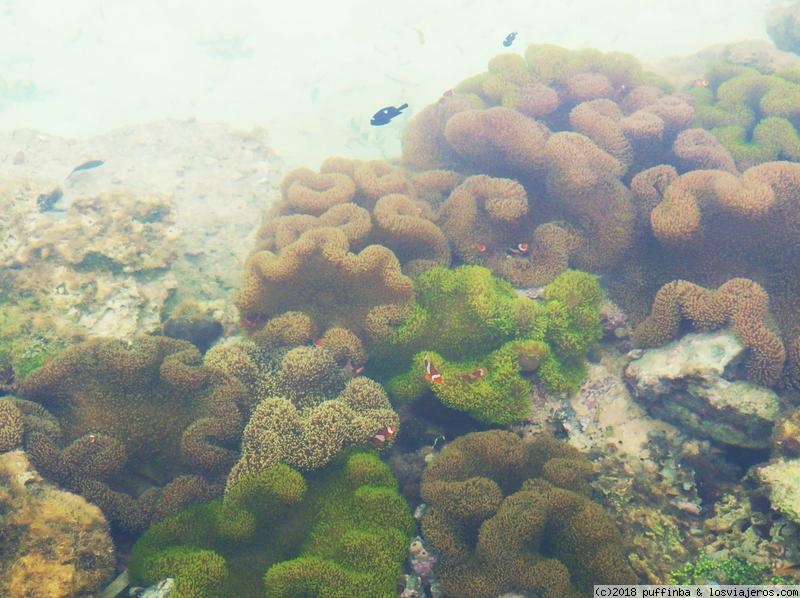 Foro de Siargao: Nemo en Siargao