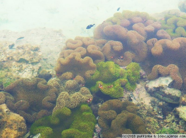 Nemo en Siargao
Peces en filipinas
