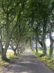 The dark Hedges