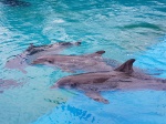 Delfines