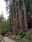 Muir Woods 2