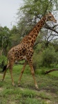 Parque natural, Fathala, Senegal
girafa Fathala senegal leones animales