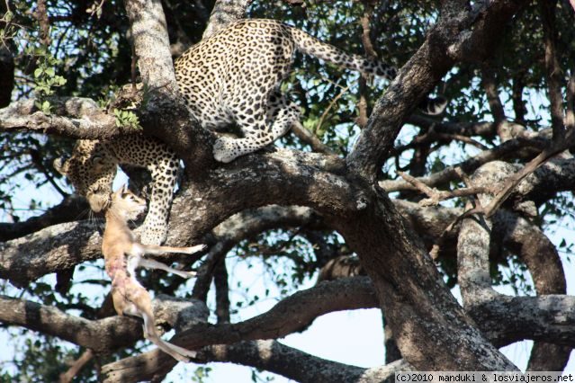 Safari Tanzania y relax en Zanzibar mayo 2014