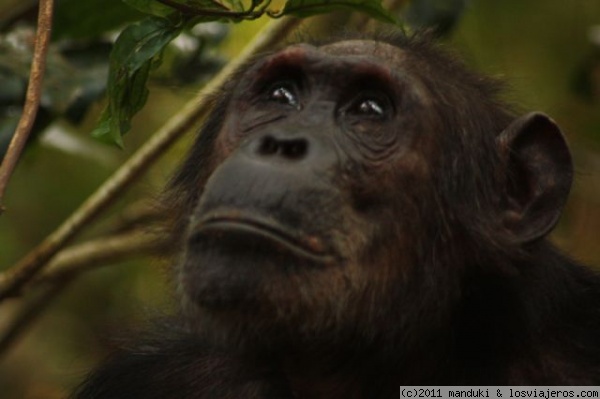 Chimpancé en Gombe NP
Estar en Gombe es estar en el paraiso, si te gustan los simios, claro está. Con apenas nada, puedes disfrutar de una de las mejores experiencias que te presta el lugar, el poder estar al lado de los chimpancés, inmersos en el bosque, sin escuchar nada más que los gritos de estos.
