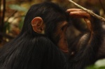 cria de chimpancé en Gombe