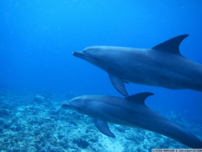 Foro de Hoteles en Zanzibar: Delfines en Zanzibar