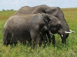 Elefantes en Serengueti