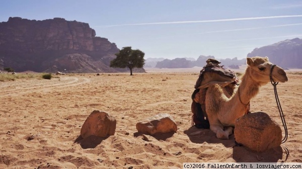 wadi rum
desert
