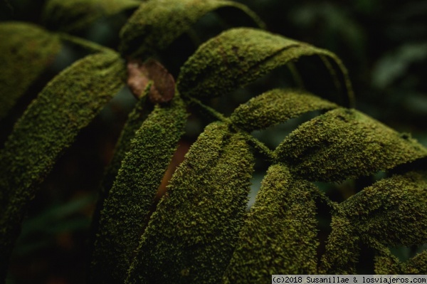 Bosque mágico
Texturas
