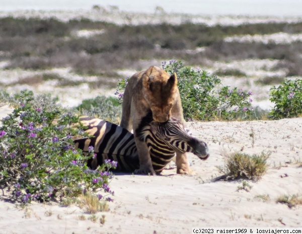 Leona con presa  , Etosha Namibia
Una leona arrastrando una cebra
