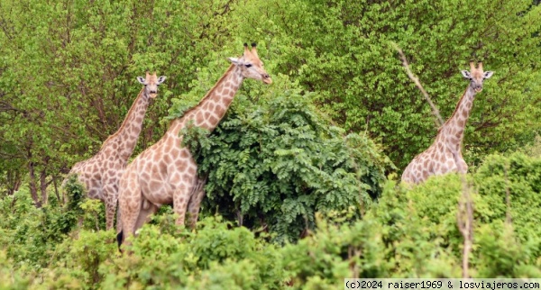 Familia de girafas,  Chove park
Oye has visto algún leopardo por ahí?
