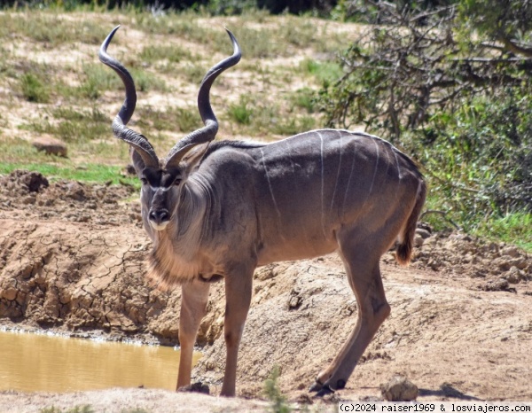 Kudu en Addo
Soy el más guapo del barrio.
