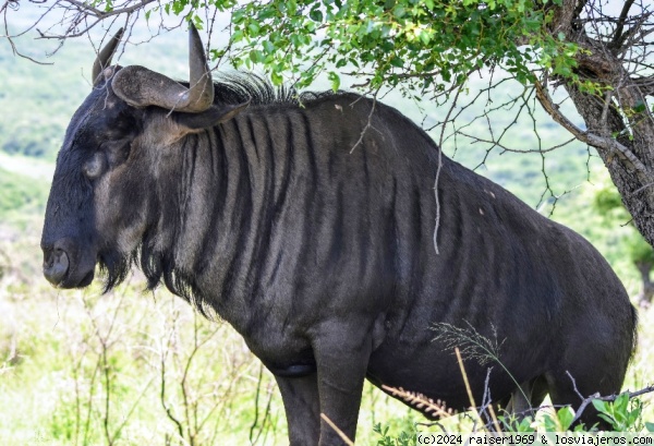 Ñu azul  en Hluhluwe–iMfolozi Park
Que cara más seria .
