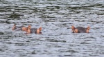 Hipopótamos en iSimangaliso wetland park Santa Lucía